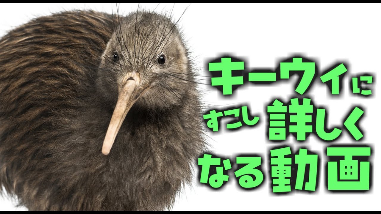 キーウィにすこし詳しくなる動画～ニュージーランド代表はカカポだけじゃない！～　[VOICEROID解説]