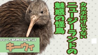 ひとくち動物図鑑#51　キーウィニュージーランド代表はカカポだけじゃない　[VOICEROID解説]