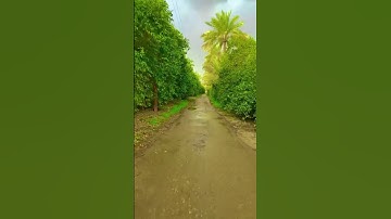 الآية 7 من آل عمران ~ الشيخ ماهر المعيقلي