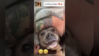 Dogs smiling like they just ruined your bank account💀😂#trendinganimals #guiltydog #usa #uk #trending