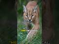 Discover the Majestic Caracal: Nature's Agile Hunter! #facts #animalfacts #wildlifeentertainment
