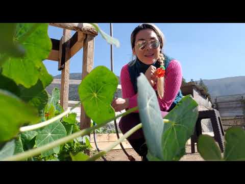 Video: Medicina Popular Y Cocina De La Capuchina