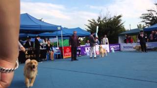 2014 FCI int dogshow (in soogi /S.Korea) 21 September/BOB (Aldo-INT...