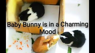 Baby Bunny Binky - Baby Rabbit Binky. Fascinating Pets.