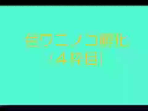 【ポケモン】俺が奇声をあげたやつ【色違い孵化】