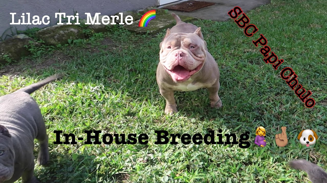 SBC Papi Chulo xXx SBC Loyalty, In-House Breeding