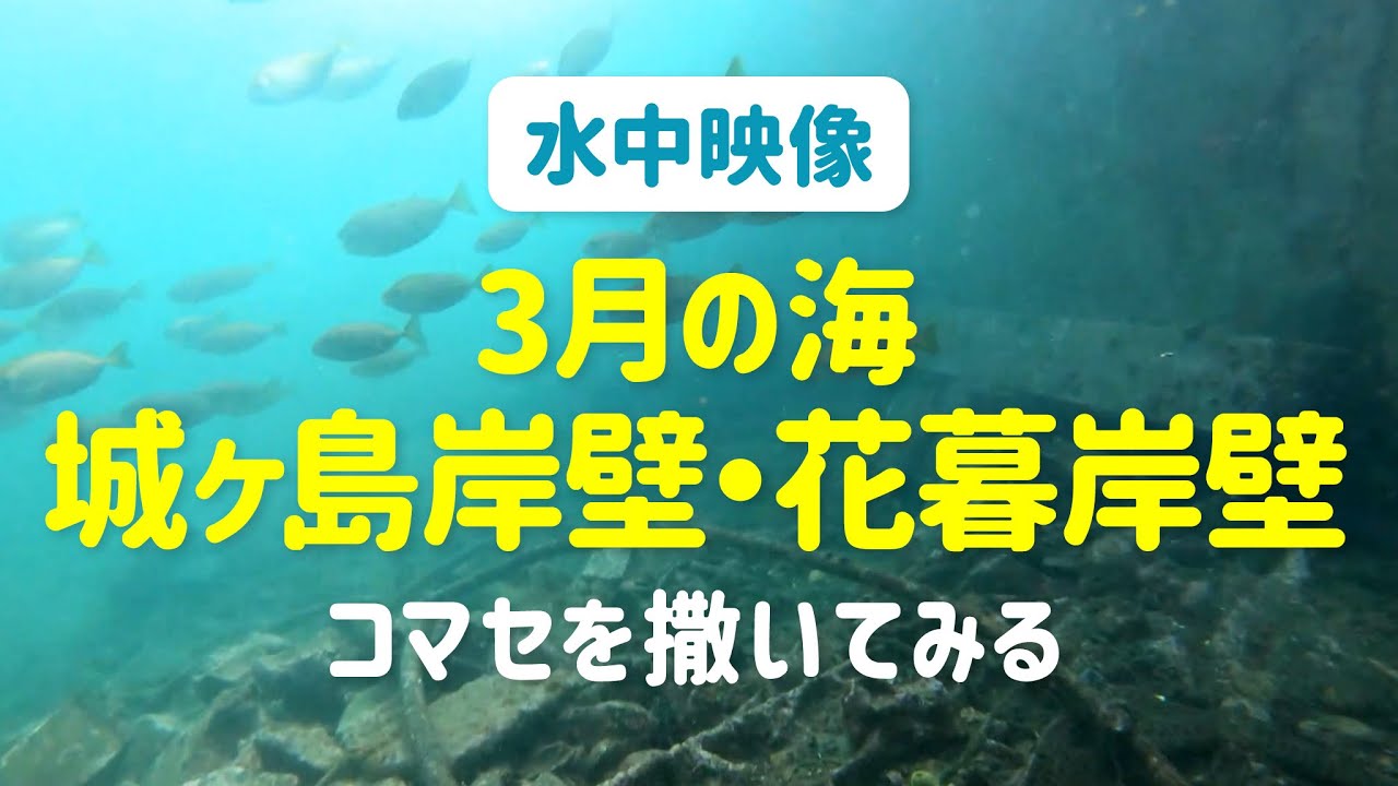 水中映像 3月の海 城ヶ島岸壁 花暮岸壁 コマセを撒いてみる Youtube