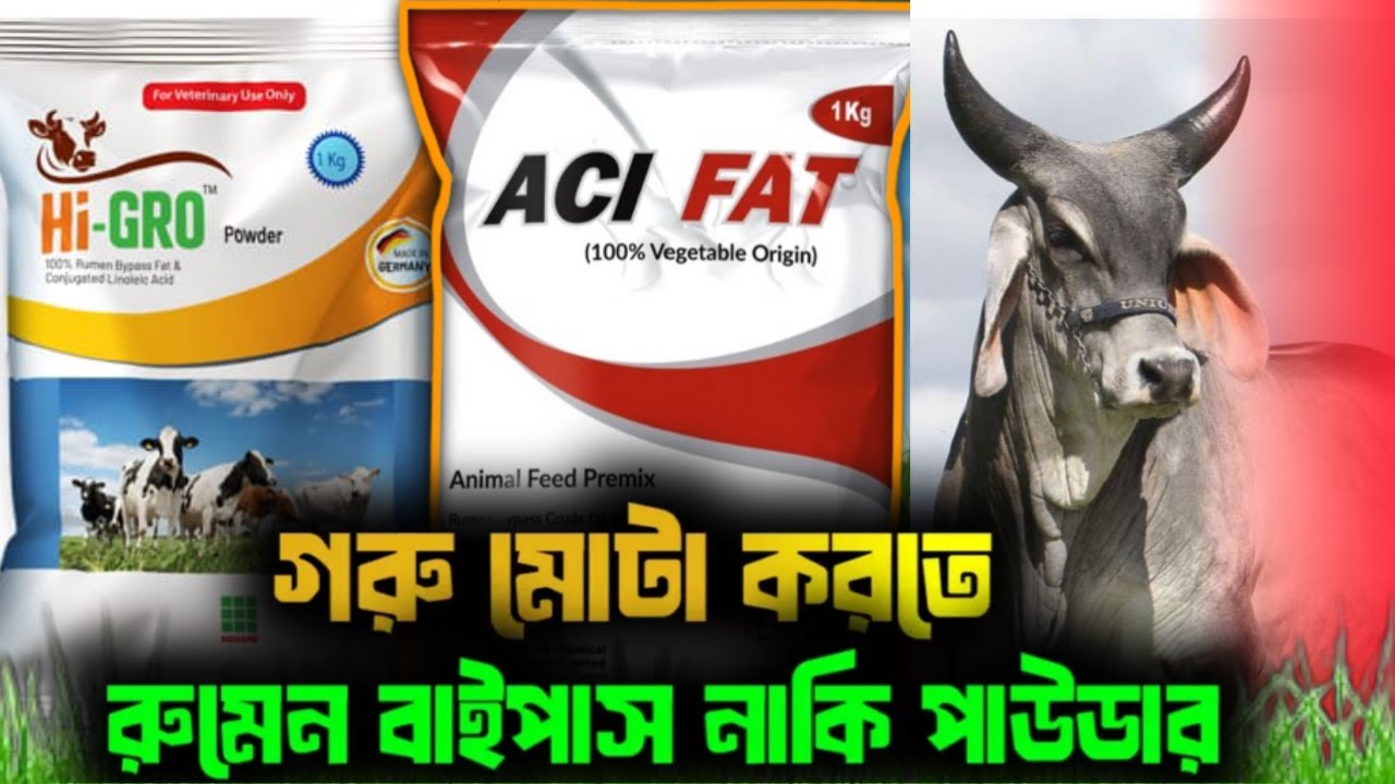 গরু মোটা করতে রুমেন বাইপাস ফ্যাট এবং পাউডার ফ্যাটের মধ্যে পার্থক্য কি