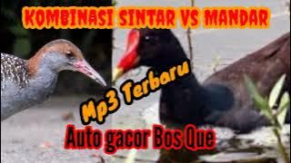 kombinasi sintar dan mandar MP3 terbaru gak bakal kecewa #pikat #burung #sawah