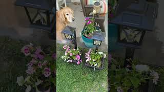 I’m obsessed with my new flower planters with the solar lights! They are cute in the day and cute at