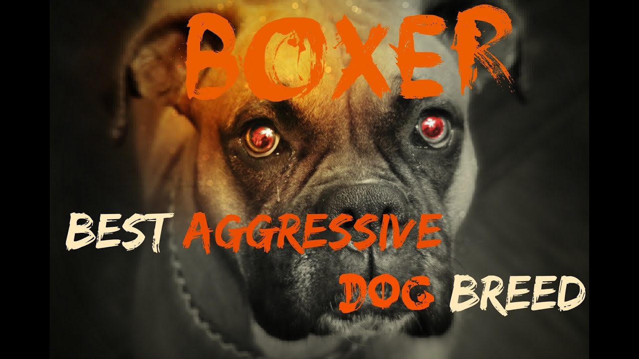 BOXER BEST DOG BREED  EVER....!!!