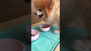 Lugar Americano Para Seu Pet É Kaminha