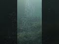 TS_Bubbles #freediver #freediving #florida #springs #bubbles #fyp #viral #gopro #girlswhofreedive
