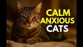 How to Soothe Your Cat’s Anxiety Naturally 🐱 | Calm Your Feline Friend 2025