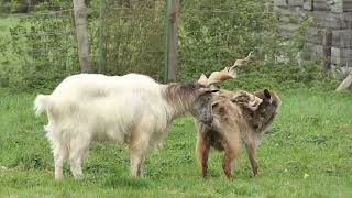 Girgetana geit - Capra hircus girgentana