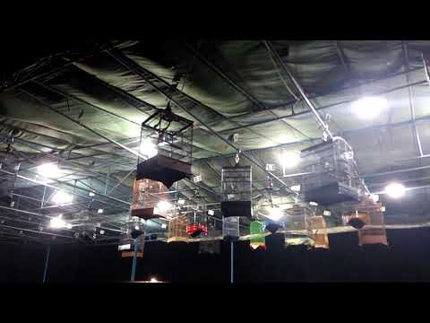 Gantangan Latber Trucukan Aabc Mranggen Ropel Mewah Youtube