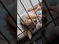 チワワの成長記録　#仔犬 #shorts