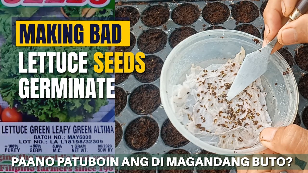 How to Make NOT GOOD LETTUCE SEEDS GERMINATE Lettuce in a Cup DIY