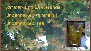 Was wird aus der Lindenblüte?