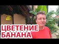 Цветение японского банана в Ростове-на-Дону