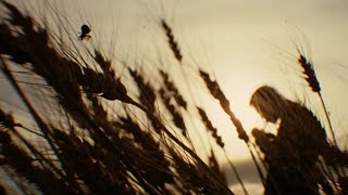 Opening Narration - The Assassination of Jesse James by the Coward Robert Ford (2007) Wealth
