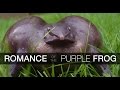 Romance of the purple frog nasikabatrachus sahyadrensis