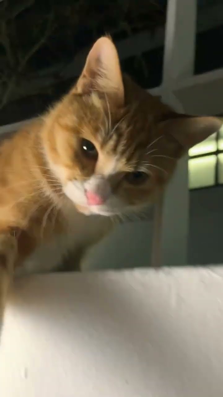 Top des vidéos très mignon