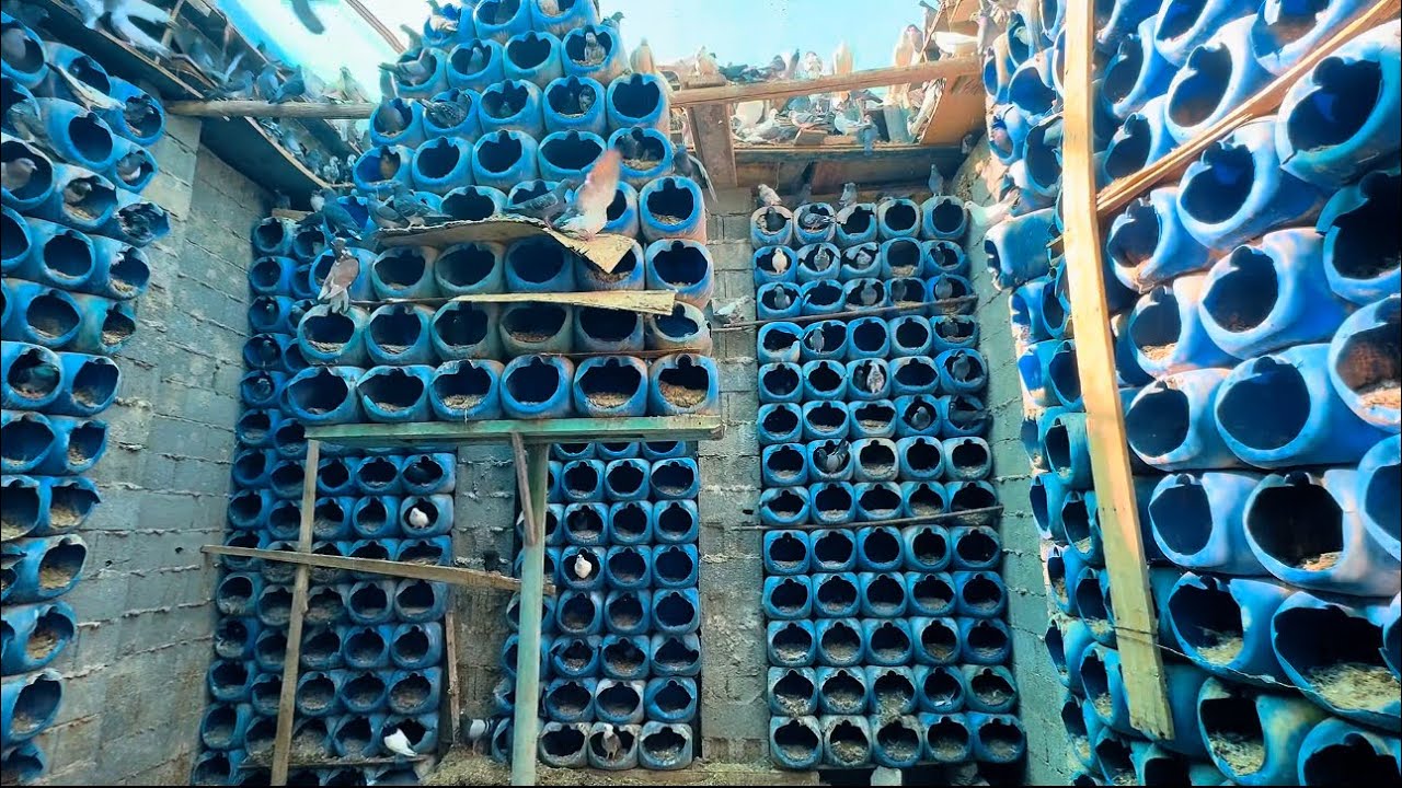 حصلت عندهن اكثر من ٥٠٠ زغلول وتم تحضينهن بالمزرعه 😅👍