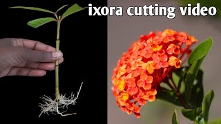 How To Grow Ixora From Cutting | Ixora Cutting Video | @gardening4u11