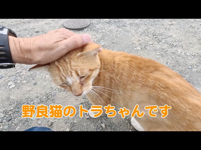 野良猫トラちゃん904 #野良猫ちゃん - YouTube