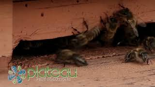 Plateau Pest Solutions (Video Ad 2025)