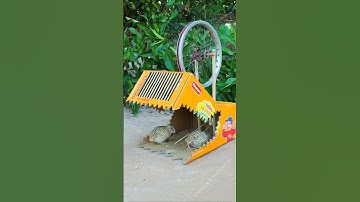 Best Method Bird Trap - Quail Trap #amazing bird trap #shorts