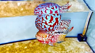 Top 10 Super Vip King Kamfa Flowerhorn  Rare Flowerhorn Fish