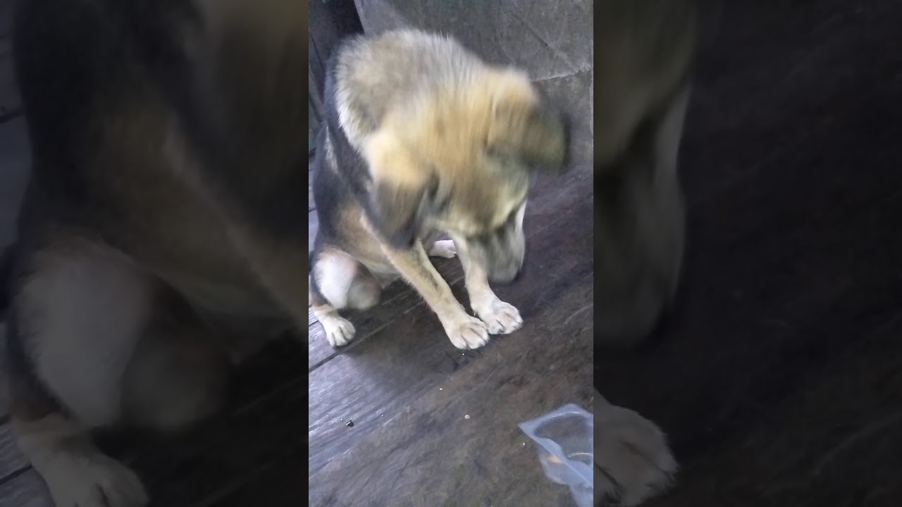 Anjing Jinak Punya Orang Dayak Youtube