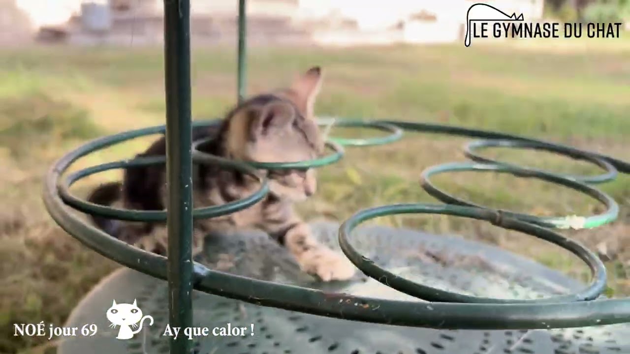 Noé je chat jour 69 : Ay que calor !