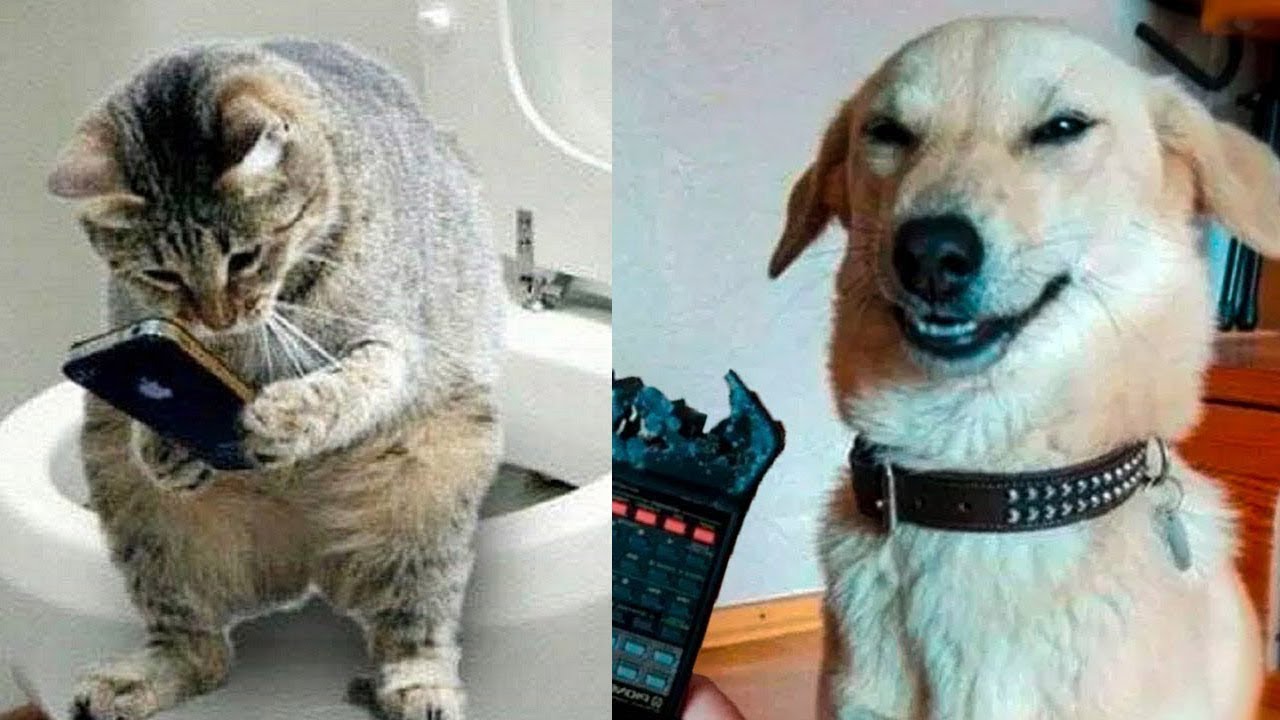 10 Funny Animal Videos That Will Make You Laugh Out Loud - YouTube