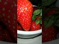 mukbang buah faraula #YearofYou #shorts