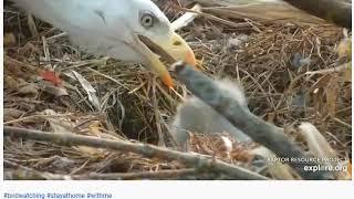 04 02 2020~Decorah Eagles~North Nest~DN11 and DN12 getting breakfast~So Adorable!