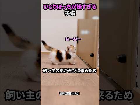 ひとりぼっちが嫌すぎる子猫 #猫 #猫動画 #猫のいる暮らし
