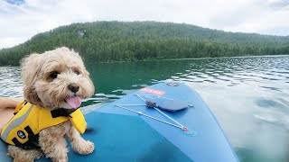 My Dog Goes Paddle Board for the First Time by Olive Joa 11,131 views 9 months ago 7 minutes, 1 second