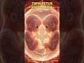How Twin Babies Grow Inside the Womb
