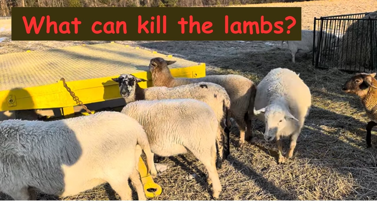 Why do I check on my pregnant ewes?  What can kill the lambs?