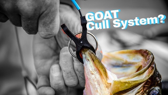 How to Effectively and Easily Cull Fish: the G-Force Gen 2 Conservation  Cull System 