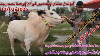 Today Gondal Mandi Attock Latest 30032026 Fatehjangi Rates Update Cow Mandi 2026