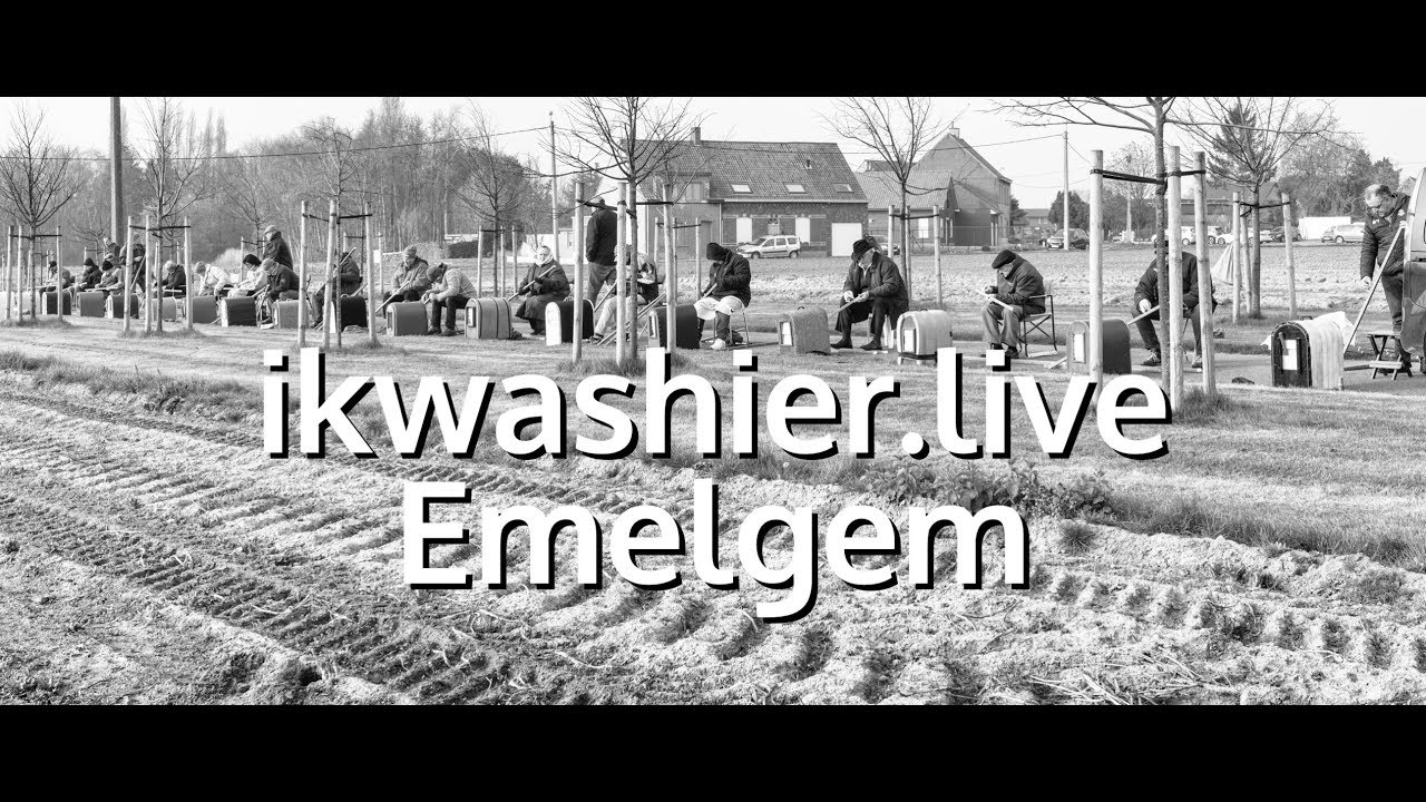 Laatste hanenzetting van het seizoen - ikwashier.live in Emelgem