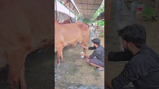 Naukar Palna Hai To Malik banana Sikho 😎#cow milking #youtube #shortvideo #Ram yadav vlogs