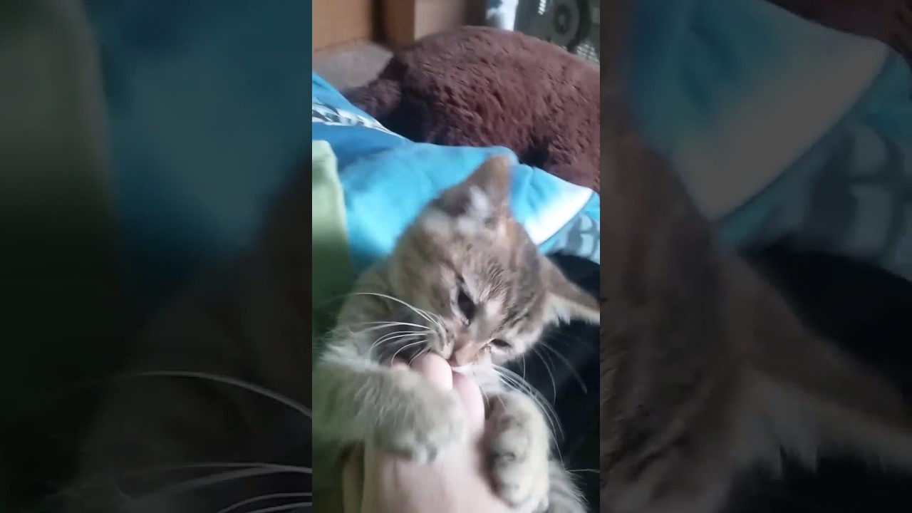 Cute little kitten raising her hands up. - YouTube
