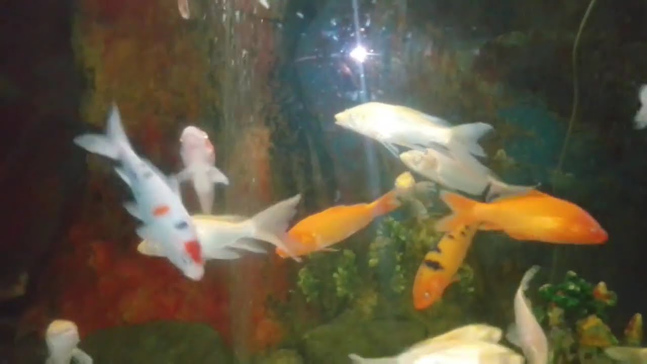 аквариумные рыбки 