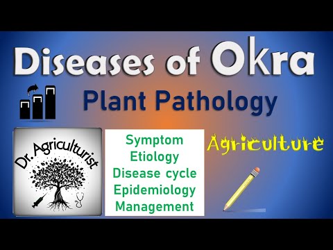 L 16 | Diseases of Okra | Bhindi | Ladies finger | Yellow vien mosaic | Virus | Management | ICAR |