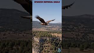 Spanish Imperial Eagle Flying   #wildlife #eagle #goldeneagle #nature #birds #viral #birdsofprey